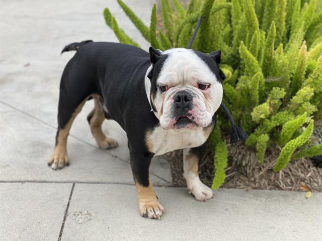 Shelter Stray Male Dog last seen , 957 N Gaffey St, San Pedro, CA 90731, USA
