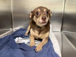 Shelter Stray Male Dog last seen , 957 N Gaffey St, San Pedro, CA 90731, USA