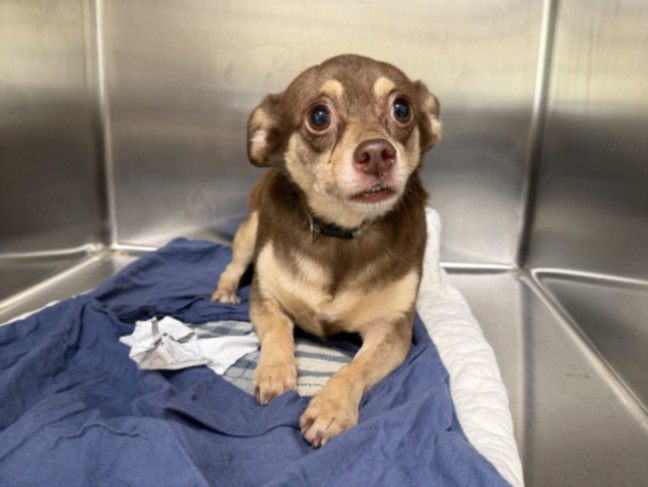Shelter Stray Male Dog last seen , 957 N Gaffey St, San Pedro, CA 90731, USA
