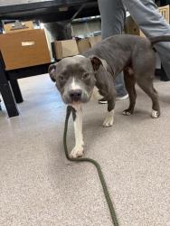 Shelter Stray Female Dog last seen Near BLOCK HALLMAN MILL RD, 1601 Airport Rd, Shelby, NC 28150, USA