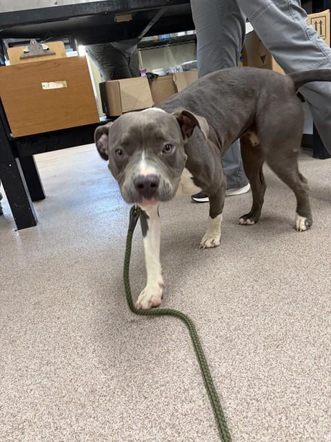 Shelter Stray Female Dog last seen Near BLOCK HALLMAN MILL RD, 1601 Airport Rd, Shelby, NC 28150, USA