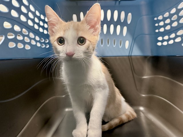 Shelter Stray Male Cat last seen MONTE VISTA/CENTRAL PARK AVE., 92602, 6443 Oak Canyon, Irvine, CA 92618, USA