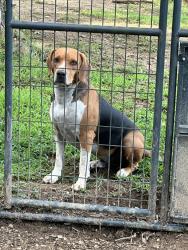 Reunited Male Dog last seen Redwood rd, Dandridge, TN 37725