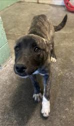 Shelter Stray Female Dog last seen DIXIEANNE AVE & HARVARD ST, 2127 Front St, Sacramento, CA 95818, USA