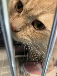 Shelter Stray Male Cat last seen Near BLOCK W WILLIAMS ST, LONG BEACH CA, 7700 E Spring St, Long Beach, CA 90815, USA