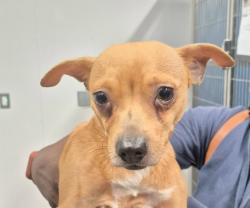 Shelter Stray Female Dog last seen Near BLOCK E MCNICHOLS RD, DETROIT MI 48205, 1431 E Ferry St, Detroit, MI 48211, USA