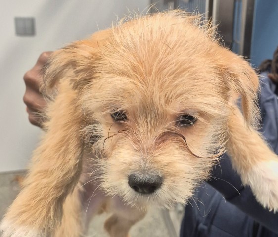 Shelter Stray Unknown Dog last seen Near BLOCK E MCNICHOLS RD, DETROIT MI 48205, 1431 E Ferry St, Detroit, MI 48211, USA