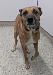 Shelter Stray Male Dog last seen Near BLOCK STEEL ST, DETROIT MI 48227, 1431 E Ferry St, Detroit, MI 48211, USA
