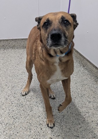 Shelter Stray Male Dog last seen Near BLOCK STEEL ST, DETROIT MI 48227, 1431 E Ferry St, Detroit, MI 48211, USA