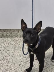 Shelter Stray Female Dog last seen Near BLOCK BUFFALO ST DETROIT,MI 48234, 1431 E Ferry St, Detroit, MI 48211, USA
