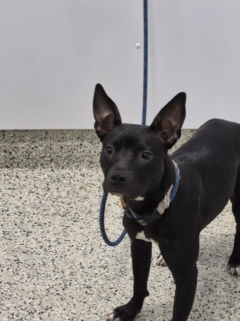 Shelter Stray Female Dog last seen Near BLOCK BUFFALO ST DETROIT,MI 48234, 1431 E Ferry St, Detroit, MI 48211, USA