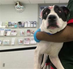 Shelter Stray Male Dog last seen , 2811 SE 29th St, Oklahoma City, OK 73129, USA