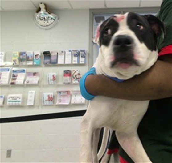 Shelter Stray Male Dog last seen , 2811 SE 29th St, Oklahoma City, OK 73129, USA