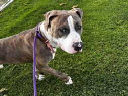Shelter Stray Male Dog last seen MONTANO & COORS, 8920 Lomas Blvd NE, Albuquerque, NM 87112, USA