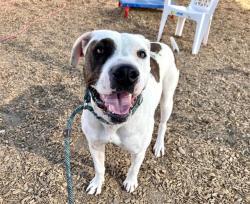 Shelter Stray Female Dog last seen PENNSYLVANIA ST NE, 8920 Lomas Blvd NE, Albuquerque, NM 87112, USA