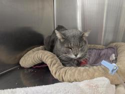 Shelter Stray Male Cat last seen Near BLOCK BRIGHT STAR DR NW, 8920 Lomas Blvd NE, Albuquerque, NM 87112, USA