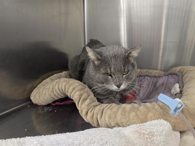Shelter Stray Male Cat last seen Near BLOCK BRIGHT STAR DR NW, 8920 Lomas Blvd NE, Albuquerque, NM 87112, USA