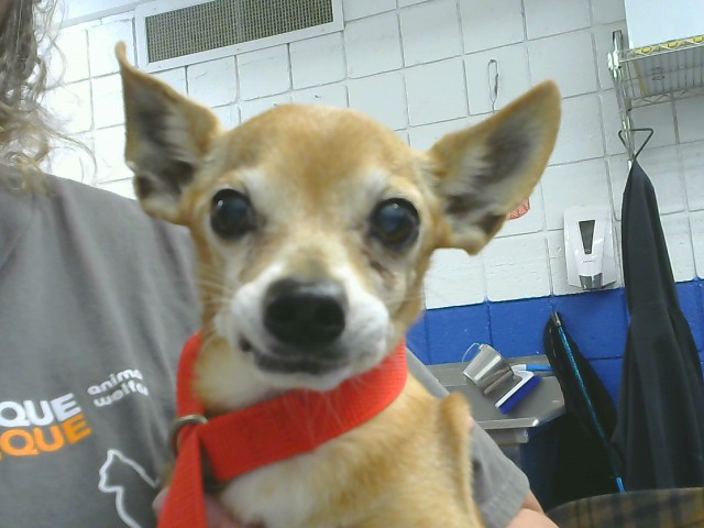 Shelter Stray Male Dog last seen , 8920 Lomas Blvd NE, Albuquerque, NM 87112, USA