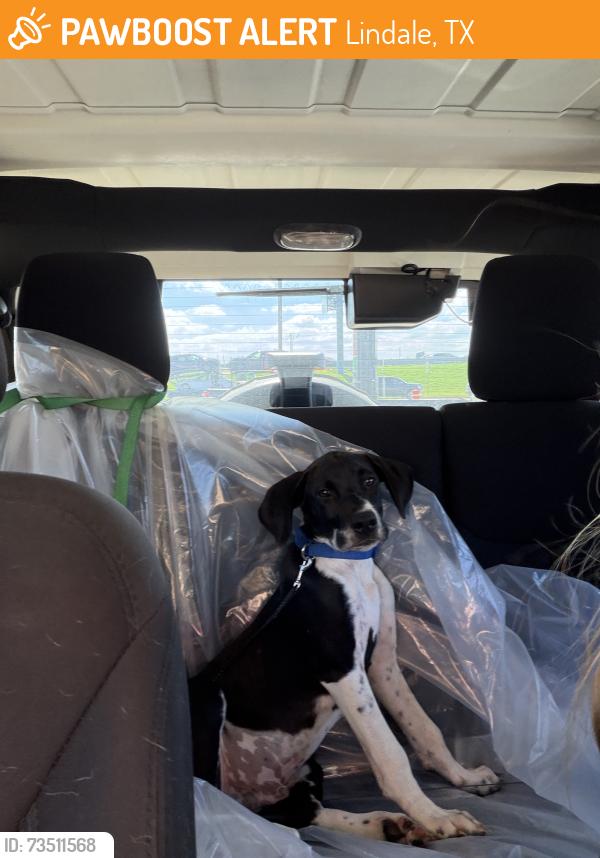 Found/Stray Male Dog last seen Somewhere on that road going towards the wild animal reserve, Lindale, TX 75771