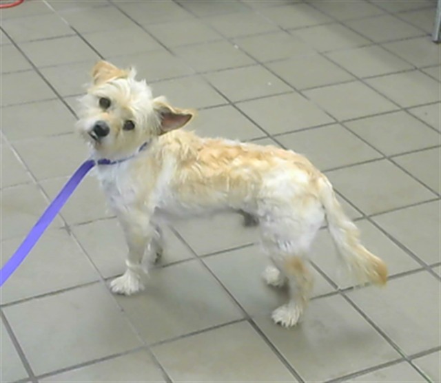 Shelter Stray Male Dog last seen Near BLOCK OBSIDIAN ST NE, 8920 Lomas Blvd NE, Albuquerque, NM 87112, USA