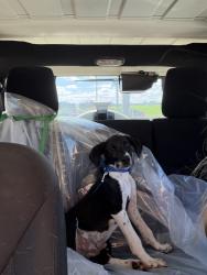 Found/Stray Male Dog last seen Somewhere on that road going towards the wild animal reserve, Lindale, TX 75771