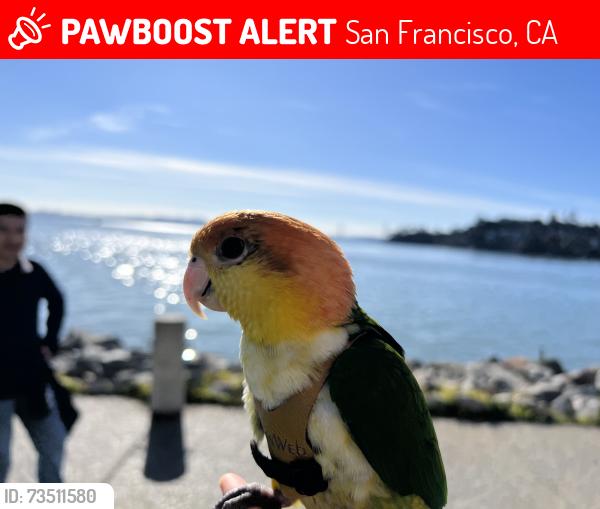 Lost Male Bird last seen Farmer's Market, San Francisco, CA 94102
