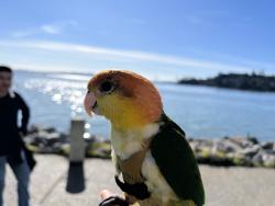 Lost Male Bird last seen Farmer's Market, San Francisco, CA 94102