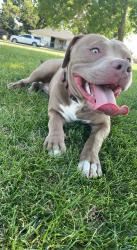 Reunited Male Dog last seen Eppinger and Palo Verde St., Thornton, CO 80229