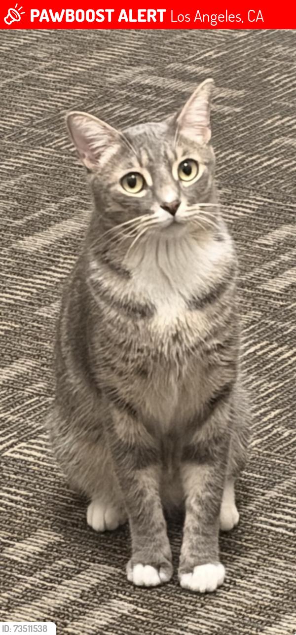 Lost Male Cat last seen Fairfax and 6200 block of Drexel Ave., Los Angeles, CA 90048