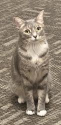 Lost Male Cat last seen Fairfax and 6200 block of Drexel Ave., Los Angeles, CA 90048
