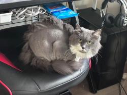 Reunited Female Cat last seen E Quincy, Aurora, CO 80013