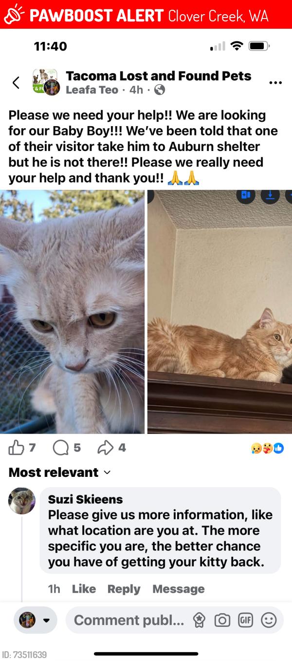 Lost Male Cat last seen Near Avenue East, Tacoma, WA, USA, Clover Creek, WA 98445