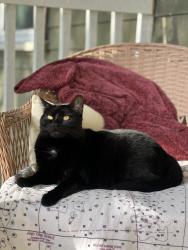 Reunited Female Cat last seen Kenneth St West Roxbury, Boston, MA 02132