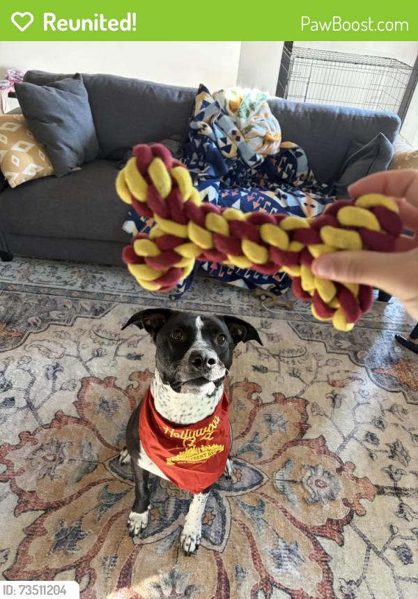 Reunited Male Dog last seen Callie Still Rd and Tapestry Ridge Rd, Lawrenceville, GA 30045