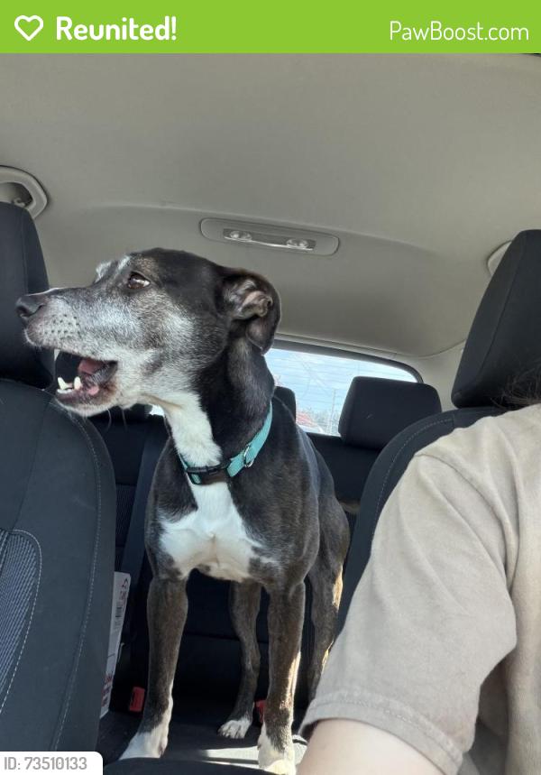 Reunited Female Dog last seen Near Ross Complex, Vancouver, WA 98663
