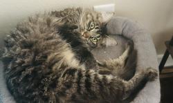 Reunited Female Cat last seen Commons at Creekside Apts, Hillsboro, OR 97124