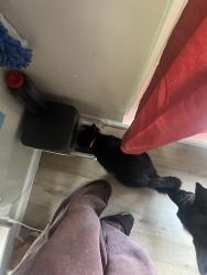 Reunited Male Cat last seen Sunshine, Glenstone, Springfield, MO 65804
