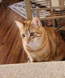 Lost Male Cat last seen Esplanade & Arroyo Viejo Dr, San Jacinto, CA 92583