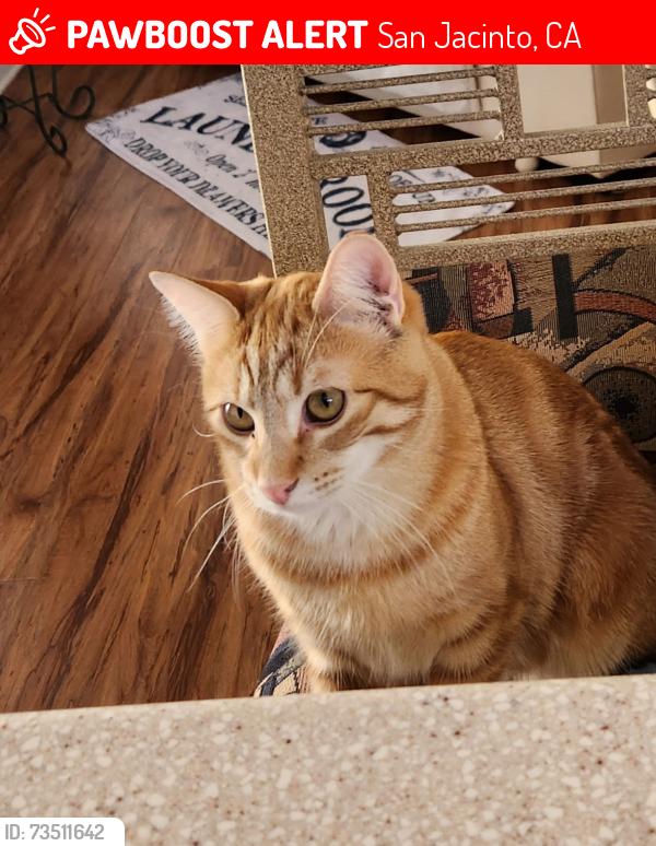 Lost Male Cat last seen Esplanade & Arroyo Viejo Dr, San Jacinto, CA 92583