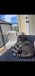 Lost Male Cat last seen Paynter ave, Caldwell Idaho, Caldwell, ID 83605