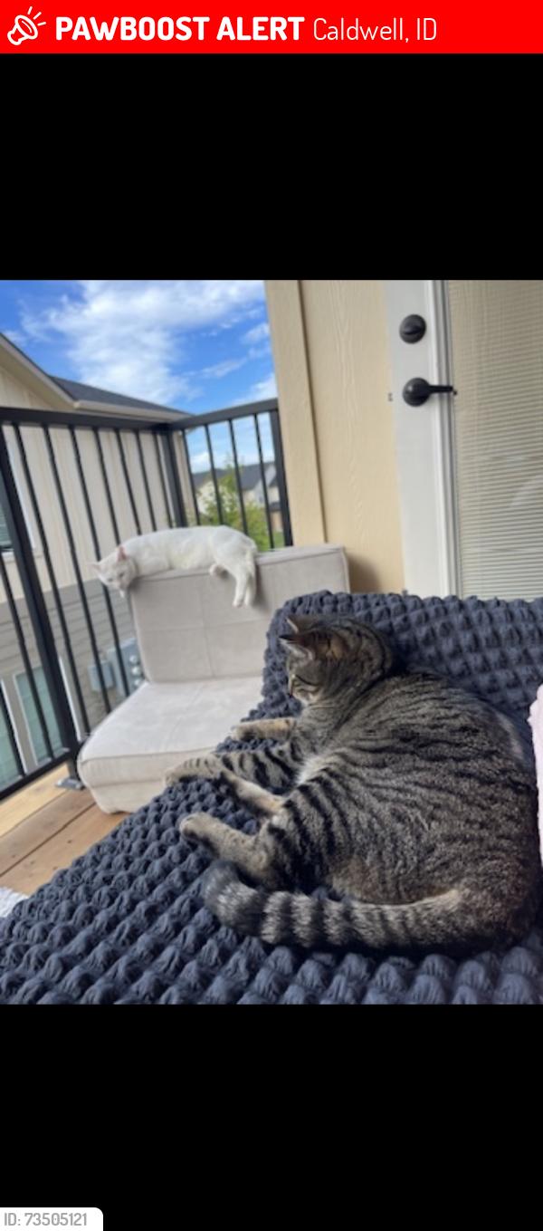 Lost Male Cat last seen Paynter ave, Caldwell Idaho, Caldwell, ID 83605