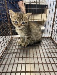 Shelter Stray Female Cat last seen Near 6th pl, IRC AC, FL, 6230 77th St, Vero Beach, FL 32967, USA