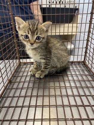 Shelter Stray Female Cat last seen Near 6th pl, IRC AC, FL, 6230 77th St, Vero Beach, FL 32967, USA