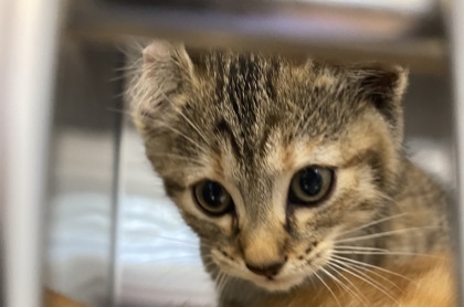 Shelter Stray Female Cat last seen Near 6th pl, IRC AC, FL, 6230 77th St, Vero Beach, FL 32967, USA