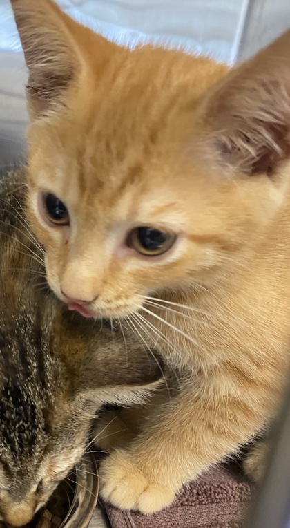 Shelter Stray Unknown Cat last seen Near 6th pl, IRC AC, FL, 6230 77th St, Vero Beach, FL 32967, USA
