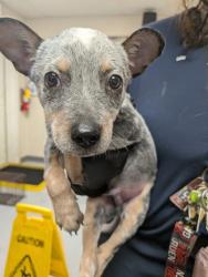 Shelter Stray Male Dog last seen , , NM, 1209 NM-314, Los Lunas, NM 87031, USA