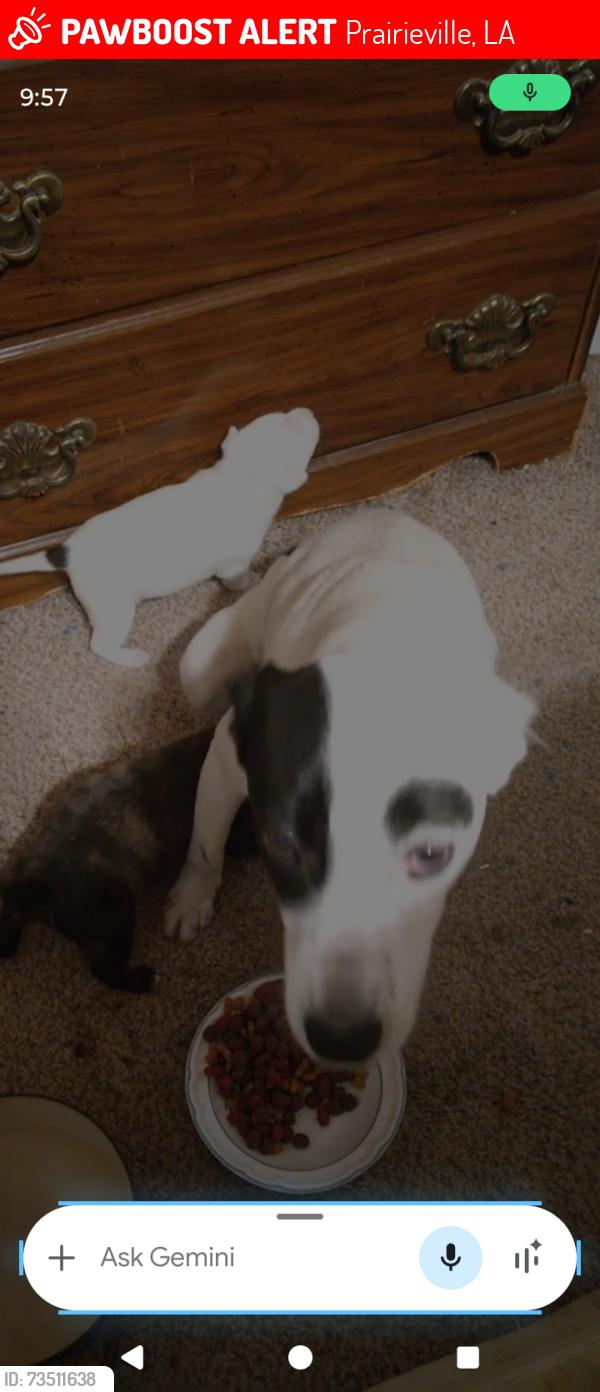 Lost Female Dog last seen Hwy 44 by the do it your self hardware store, Prairieville, LA 70769
