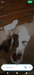 Lost Female Dog last seen Hwy 44 by the do it your self hardware store, Prairieville, LA 70769