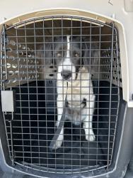 Shelter Stray Male Dog last seen N Garfield Ave & W Belmont Ave, Fresno Zone Fresno CO 1A 93723, CA, 1510 W Dan Ronquillo Dr, Fresno, CA 93706, USA