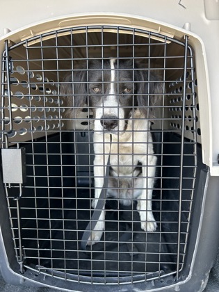 Shelter Stray Male Dog last seen N Garfield Ave & W Belmont Ave, Fresno Zone Fresno CO 1A 93723, CA, 1510 W Dan Ronquillo Dr, Fresno, CA 93706, USA